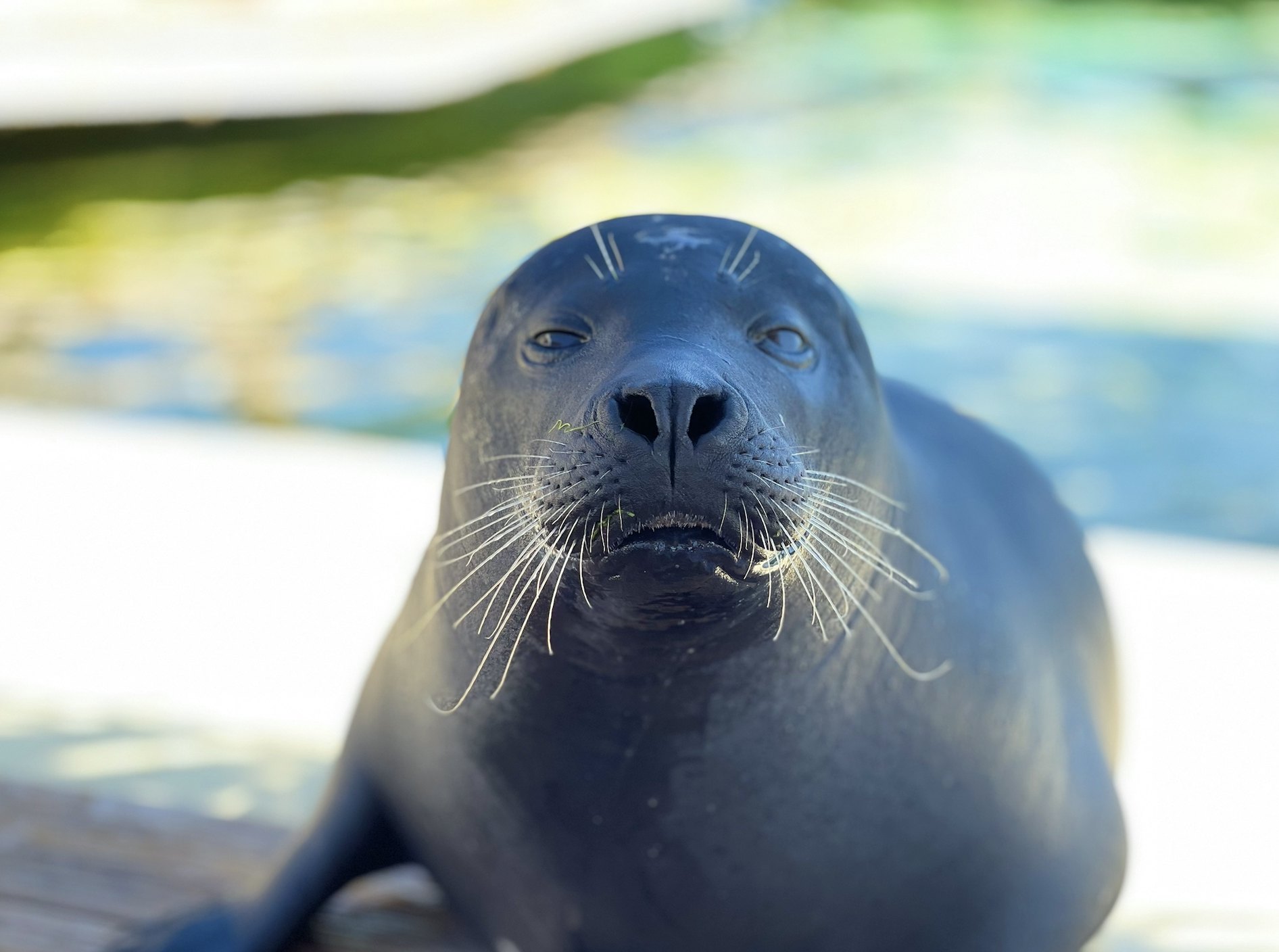 Marineland Côte d'Azur + Museu Oceanográfico de Mônaco: Bilhete de entrada