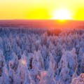 Precioso bosque helado de la Taiga en Rovaniemi