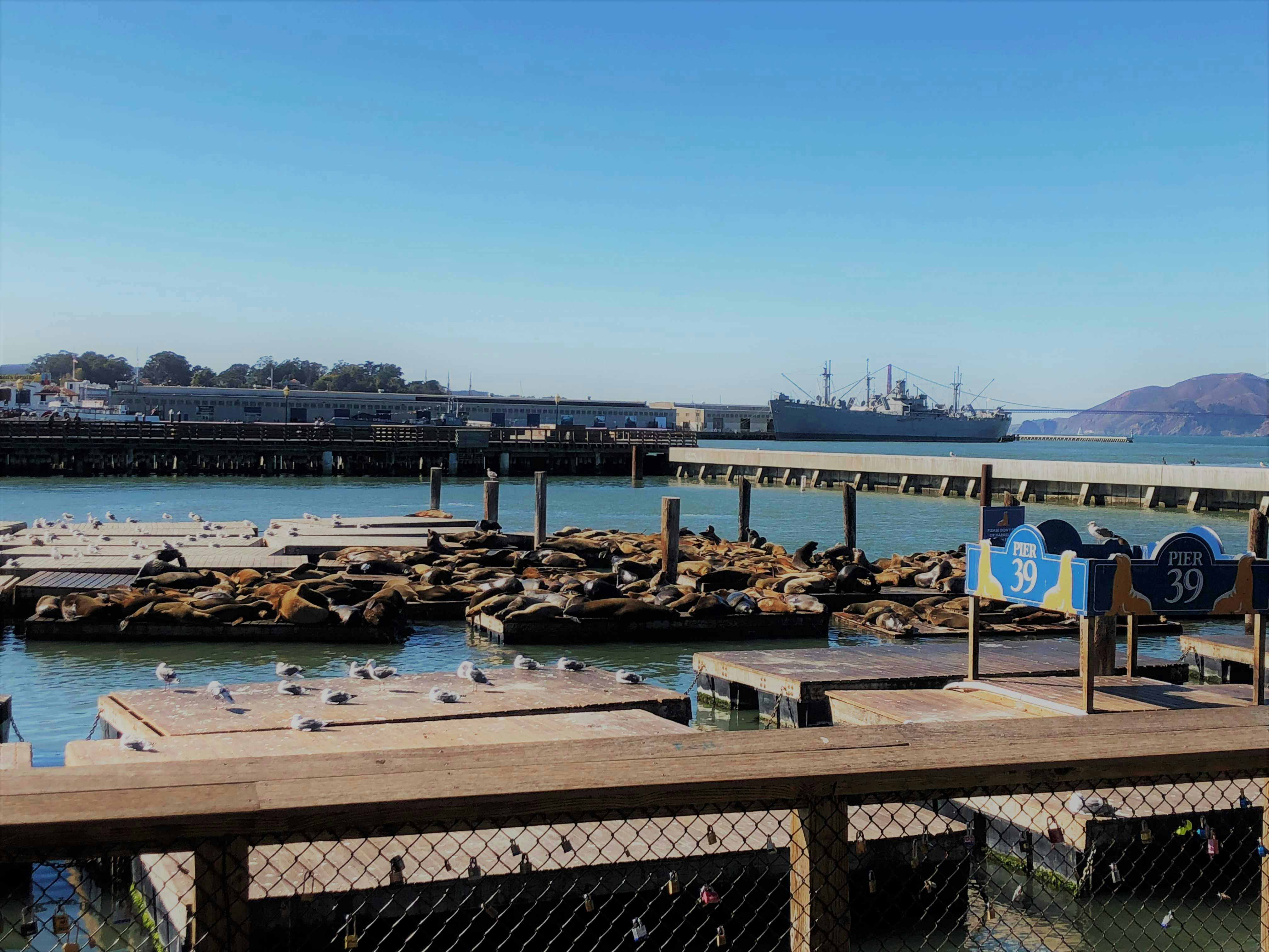 Seals resting on floating docks at Pier 39, with seagulls nearby and a ship in the background under a clear blue sky.