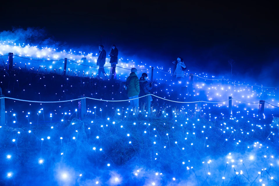 Astra Lumina at Currumbin Wildlife Sanctuary