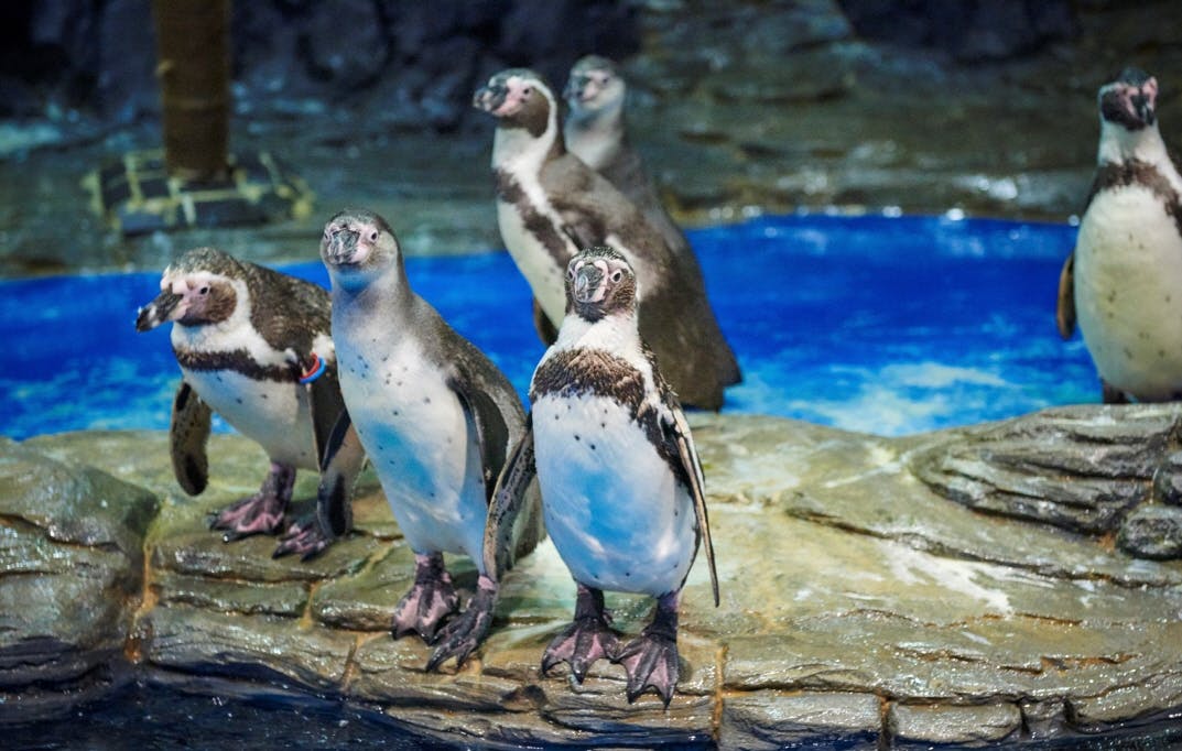 Ilsan Aqua Planet: Admission Ticket in Seoul – Tiqets