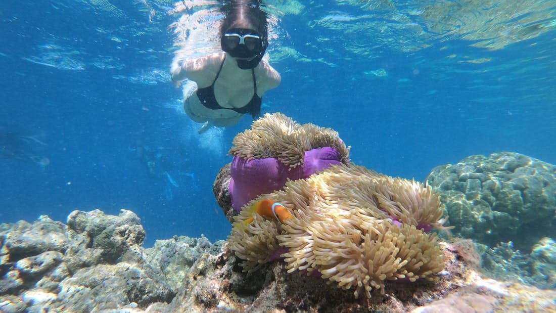 Underwater scene with a snorkeler observing a clownfish swimming near a sea anemone attached to a rocky surface.