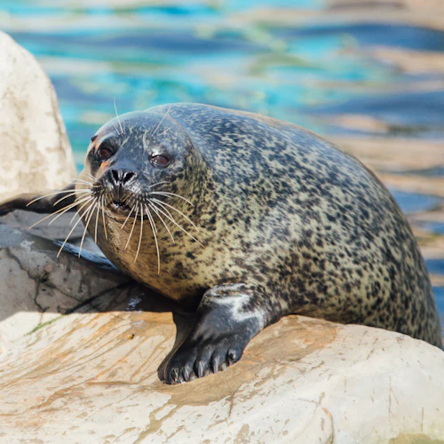 SEA LIFE Weymouth: bilhete de entrada - Photo 5