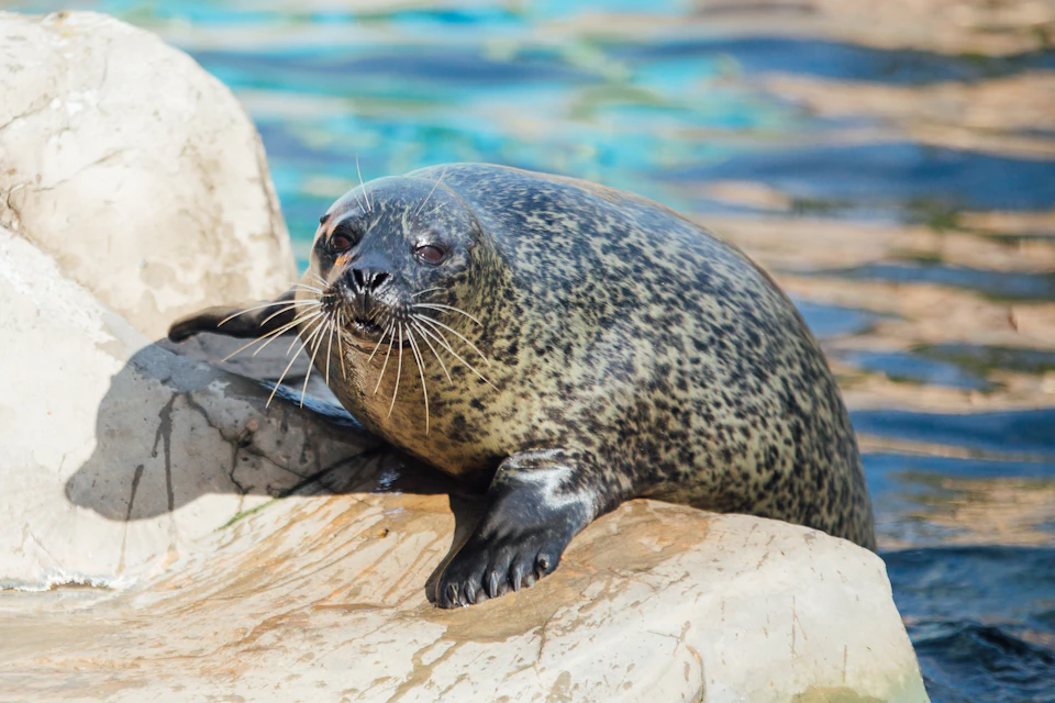 Spotted seal resting on a rock beside water in a sunny setting.