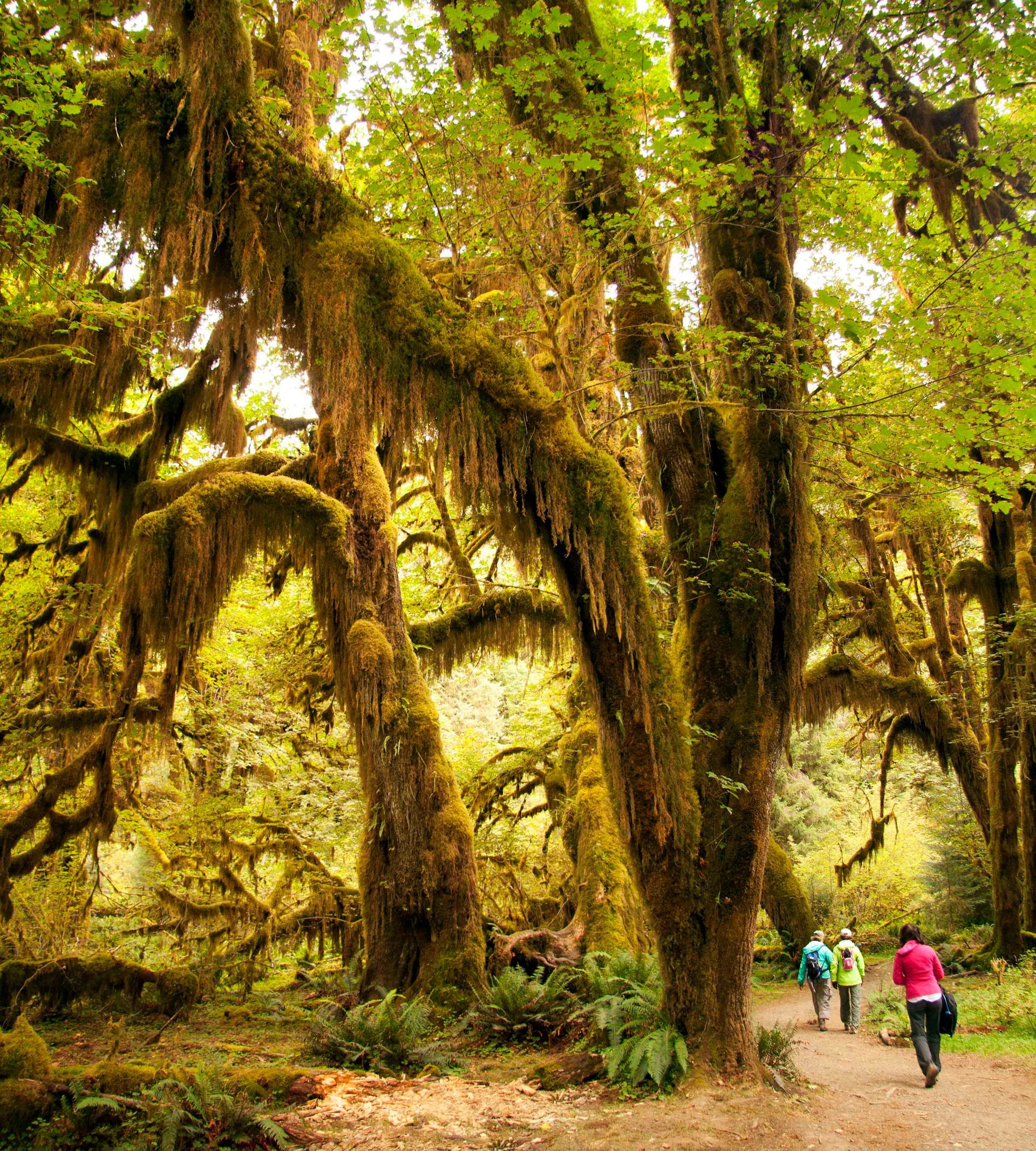 Three people walk on a path through a lush forest with towering, moss-covered trees.