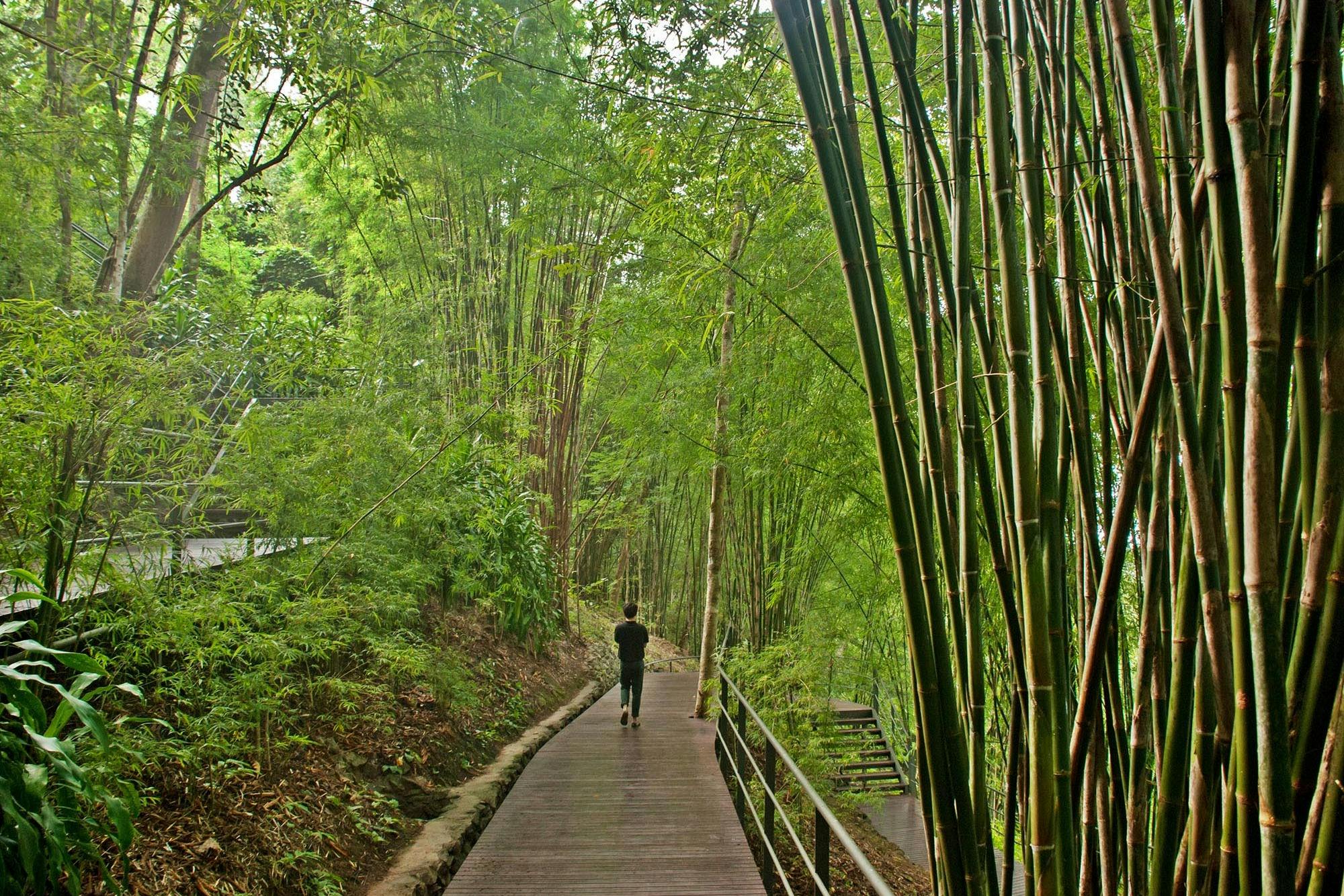 Κατευθυνθείτε προς το Hellfire Pass μέσα από ένα όμορφο δάσος από μπαμπού.