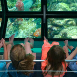 Children sit in a glass-bottom boat, looking down at coral reefs and marine life beneath the clear water.