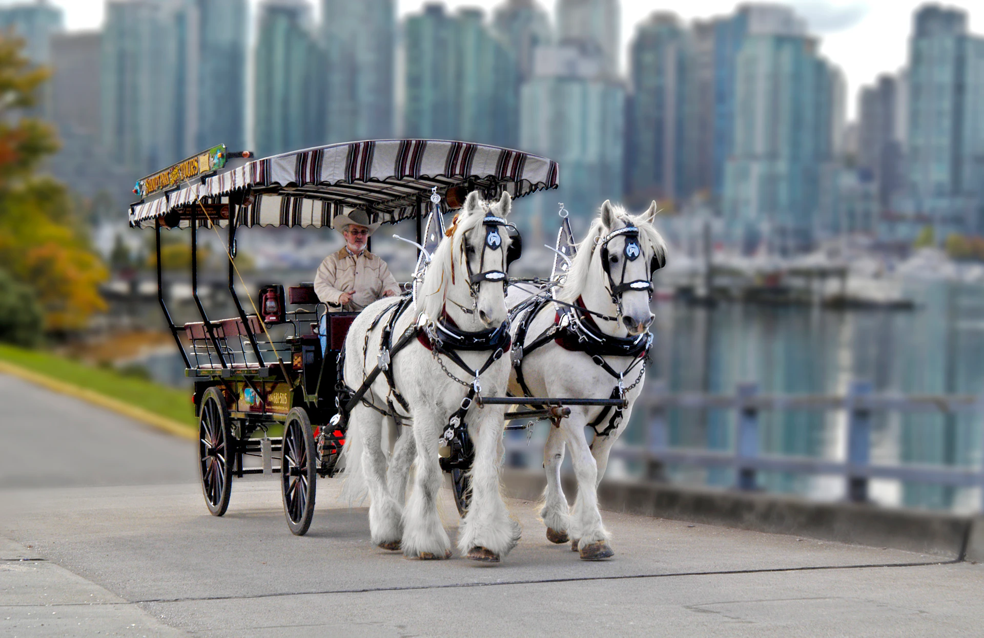 A person rides a horse-drawn carriage pulled by two white horses, with a cityscape in the blurry background.