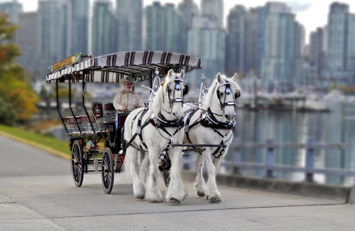 Vancouver: Stanley Park Horse-Drawn Guided Tour