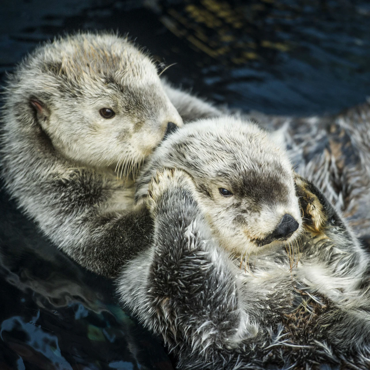 Oceanário de Lisboa: Entry Ticket in Lisbon – Tiqets