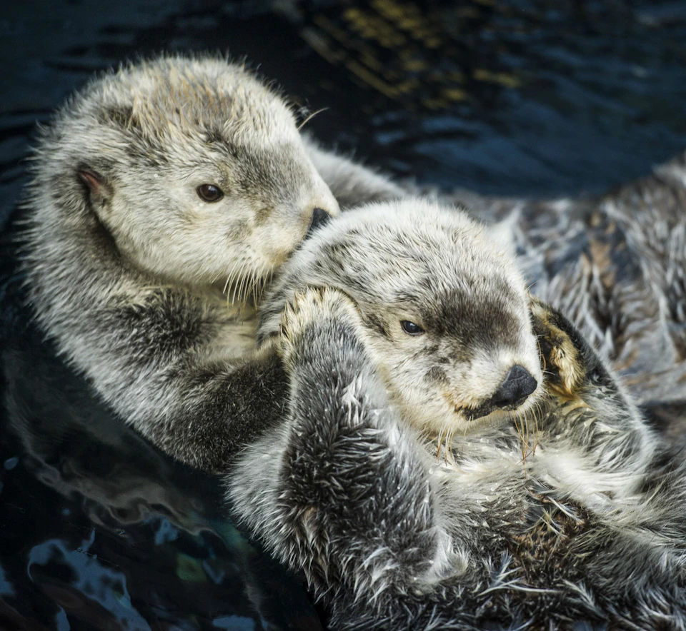 Sea Otters