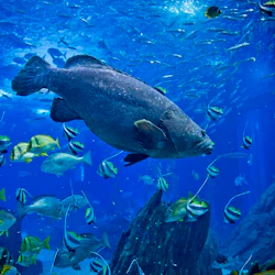 Oceanário de Lisboa: Entry Ticket 4