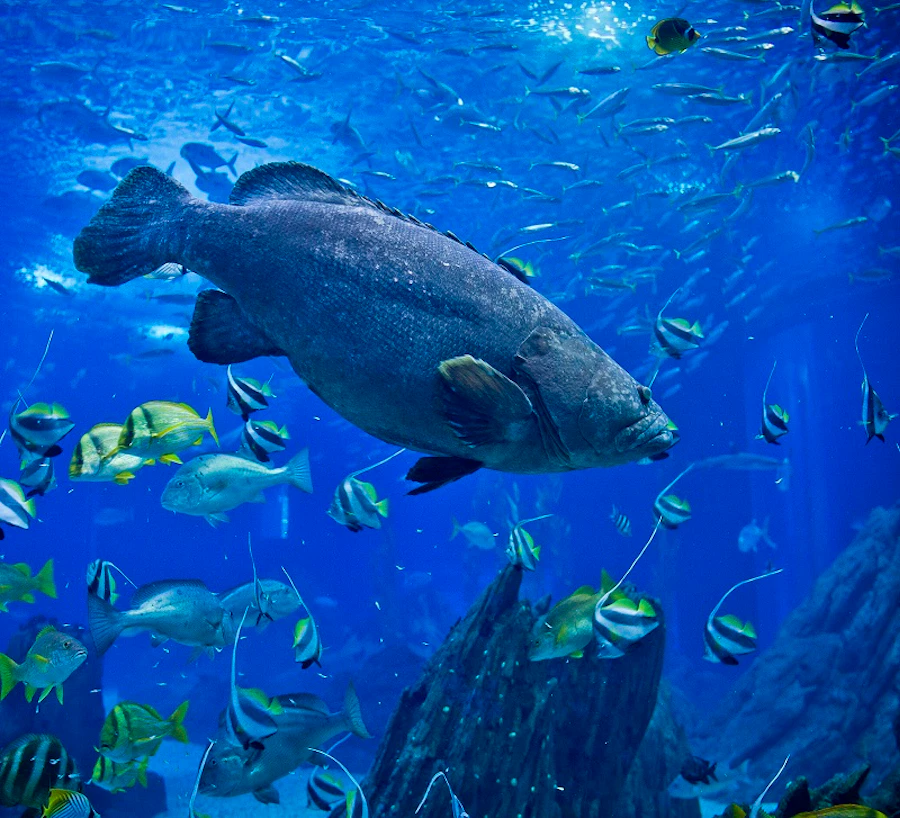 Lisbon Oceanarium Admission Tickets