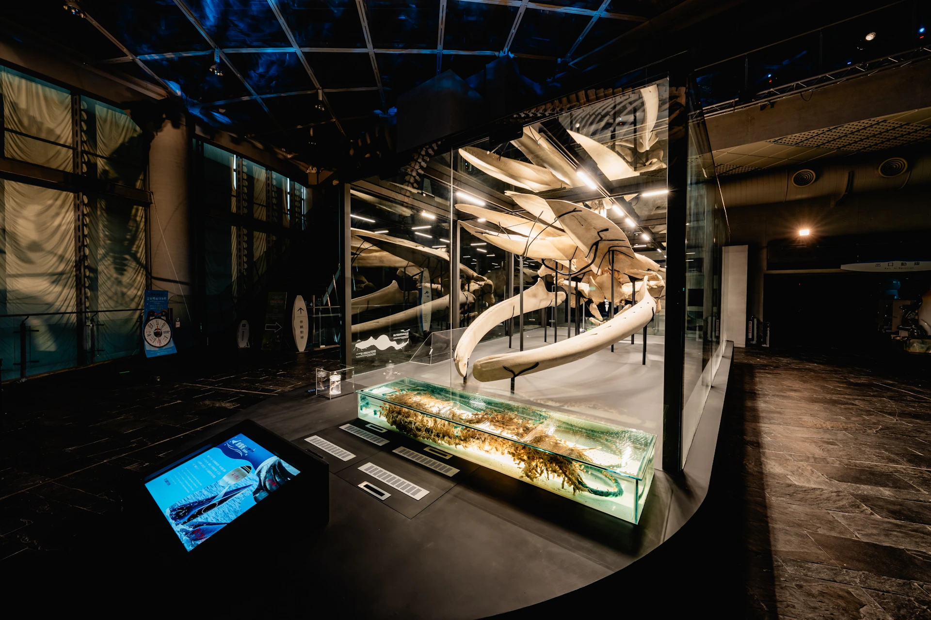 A museum exhibit displaying a large whale skeleton and a glass case with marine life artifacts under dramatic lighting.