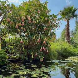 Xochimilco: Boat Tour + Roundtrip Transport 3