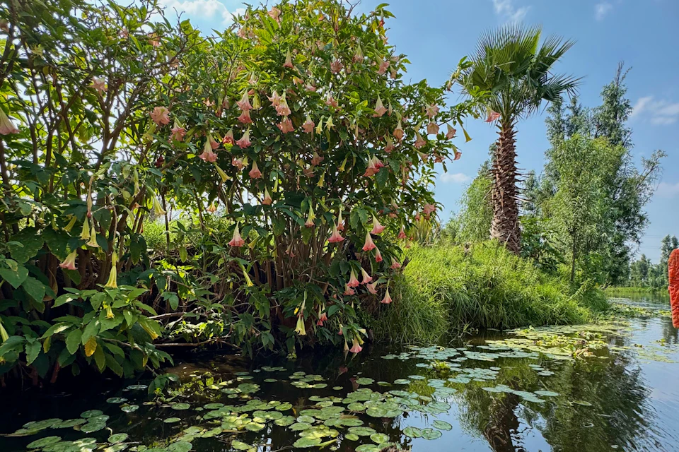 Xochimilco Canals and Water Lilies