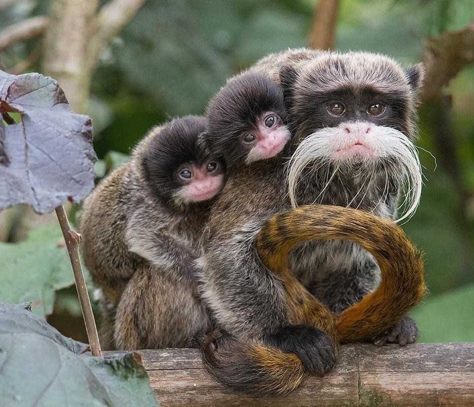 Una scimmia tamarina imperatore con due piccoli aggrappati alla schiena, appollaiata su un ramo in un ambiente verde e frondoso.