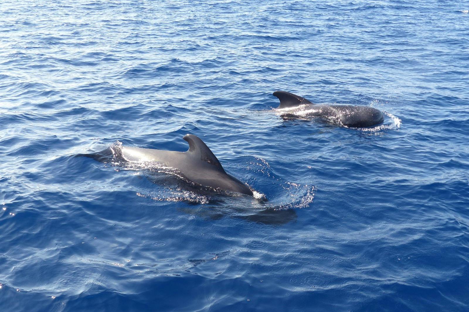 一对领航鲸。