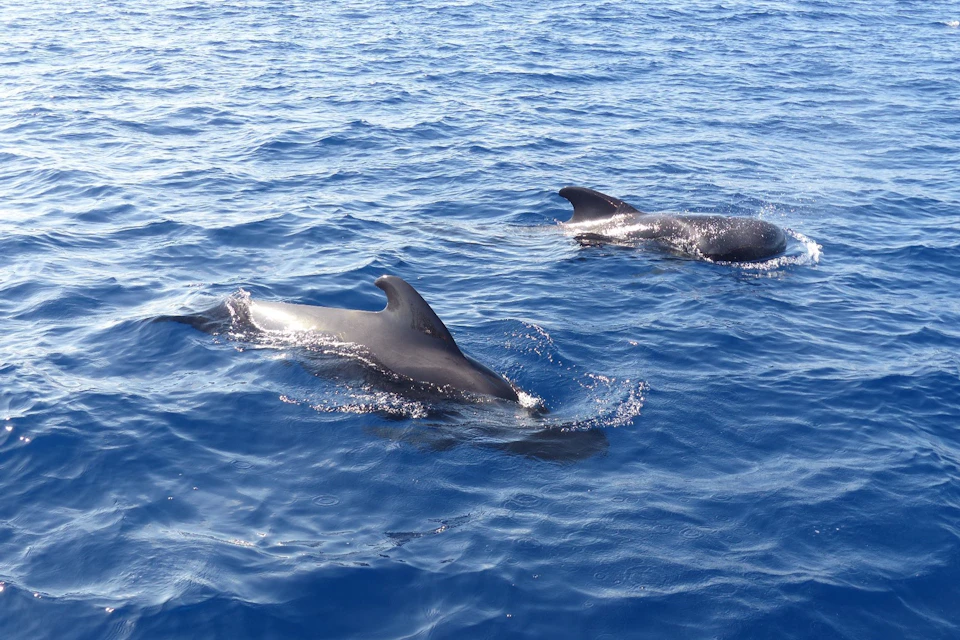 Pair of pilot whales.