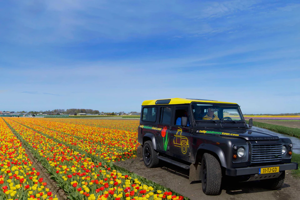 Landrover exploring the tulipfields