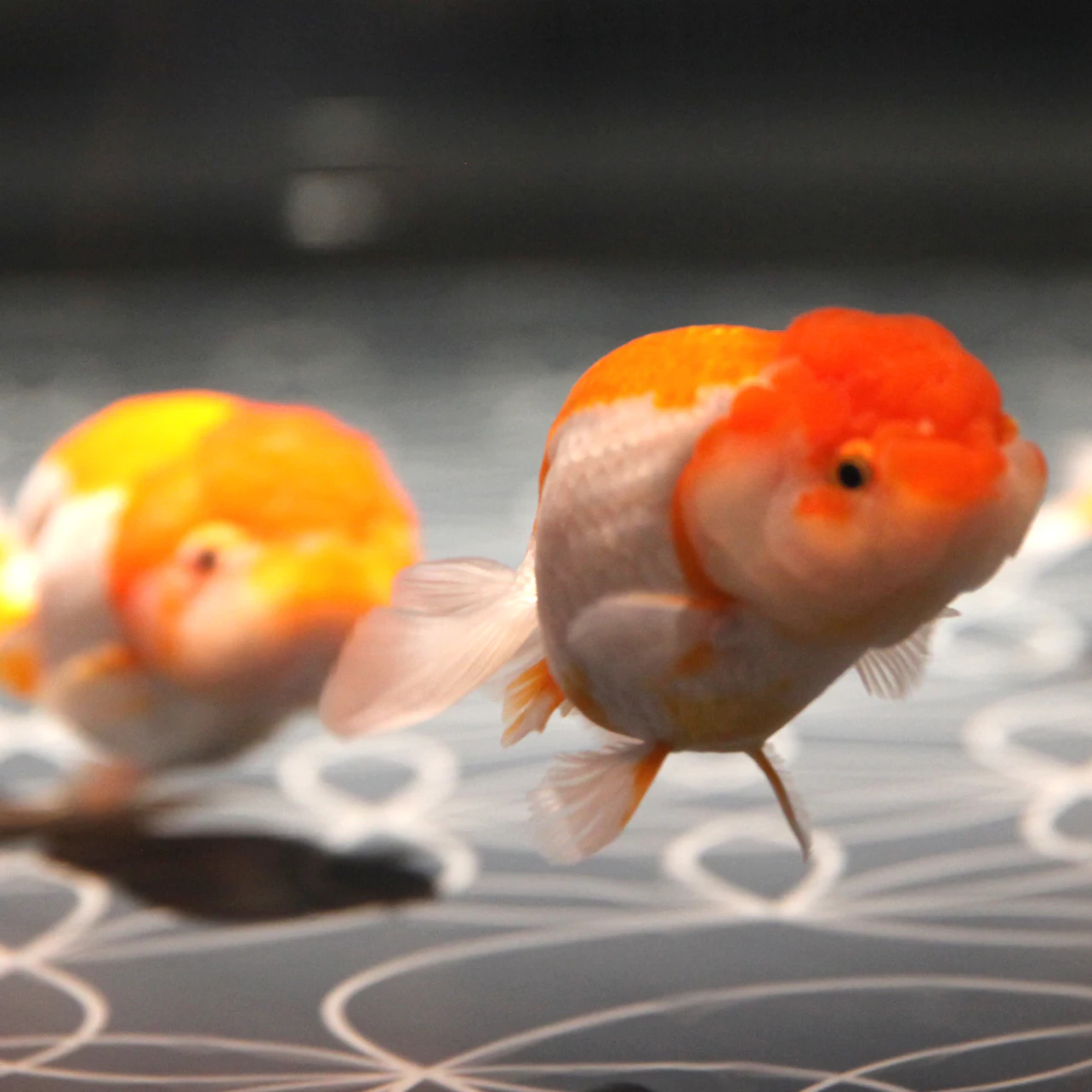 Tokyo Skytree Pass: Tokyo Skytree + Sumida Aquarium in Tokyo β Tiqets