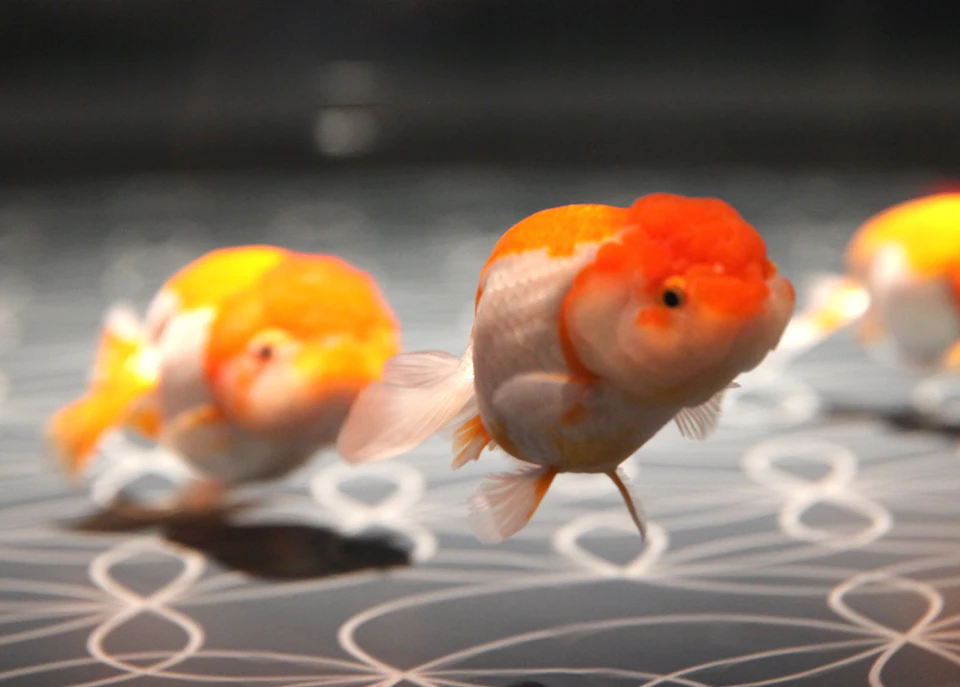 Two vibrant orange and white goldfish swim over a patterned surface in an aquarium.