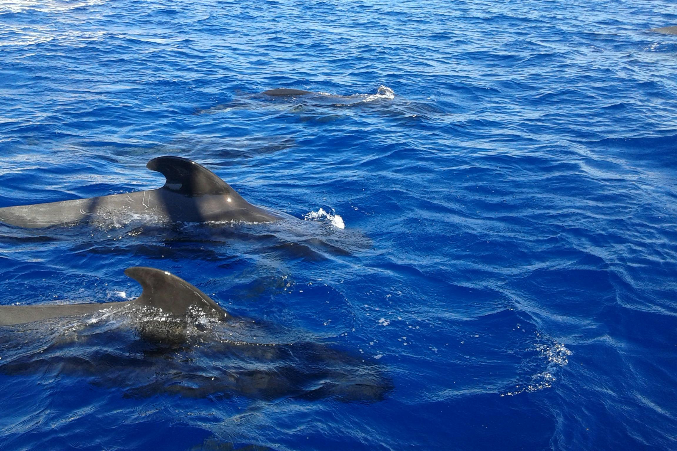 열대칼데론고래