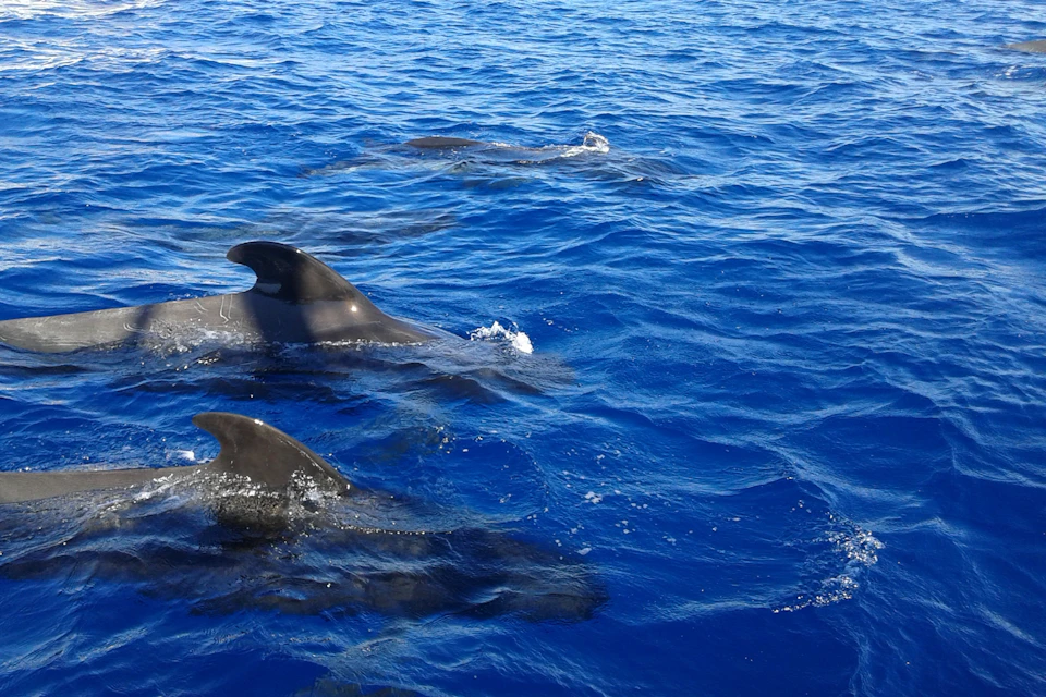 Tropical calderon whale