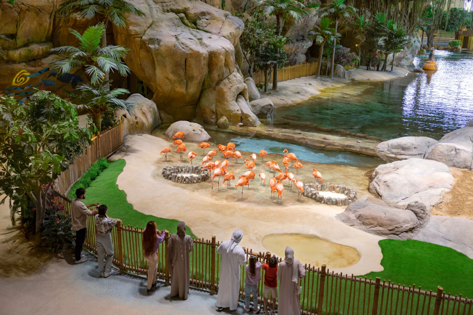A group of people observing flamingos in a naturalistic enclosure with rocks, water, and lush greenery.