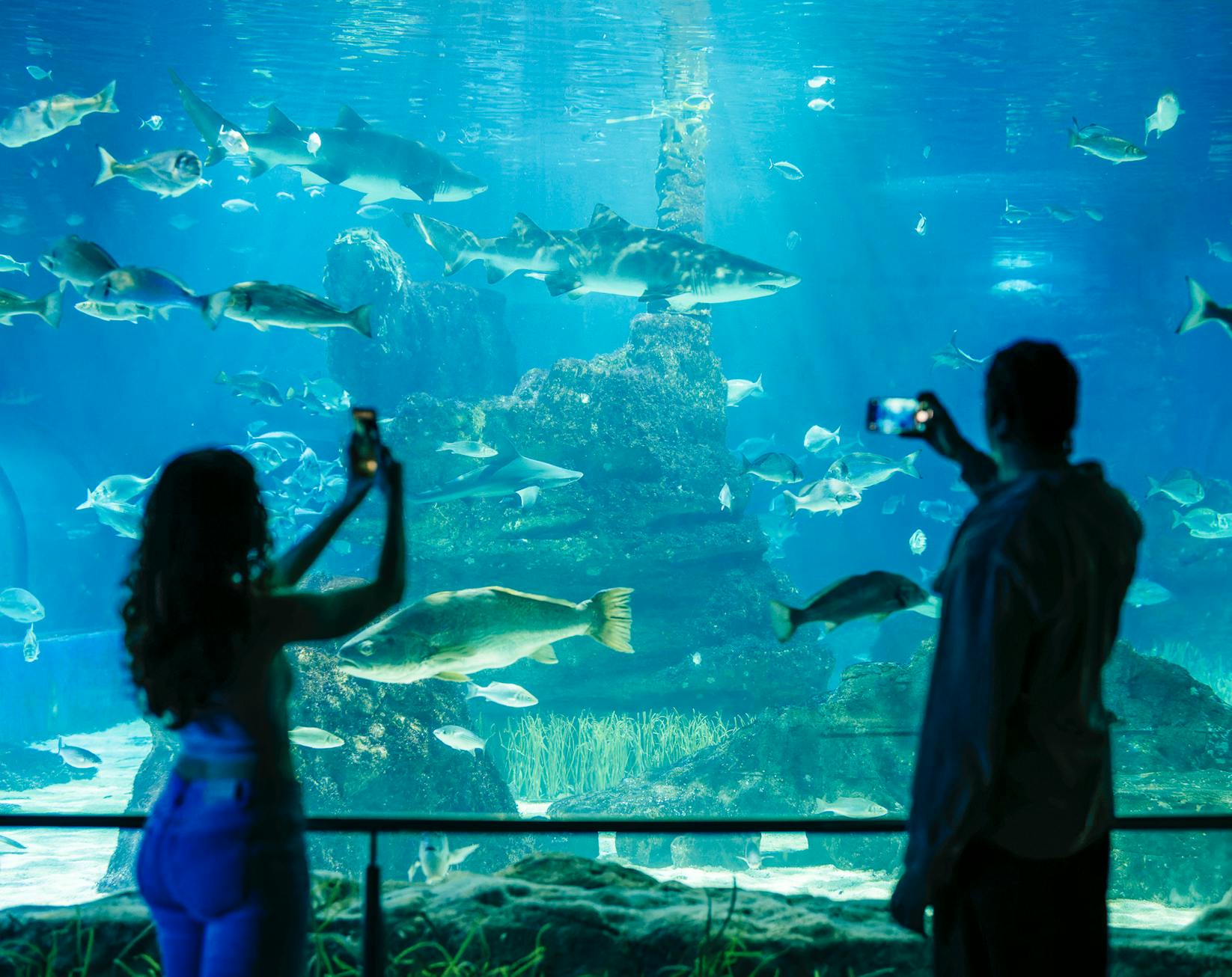 Silhouettes de deux personnes prenant des photos d'un aquarium rempli de poissons et de paysages sous-marins.