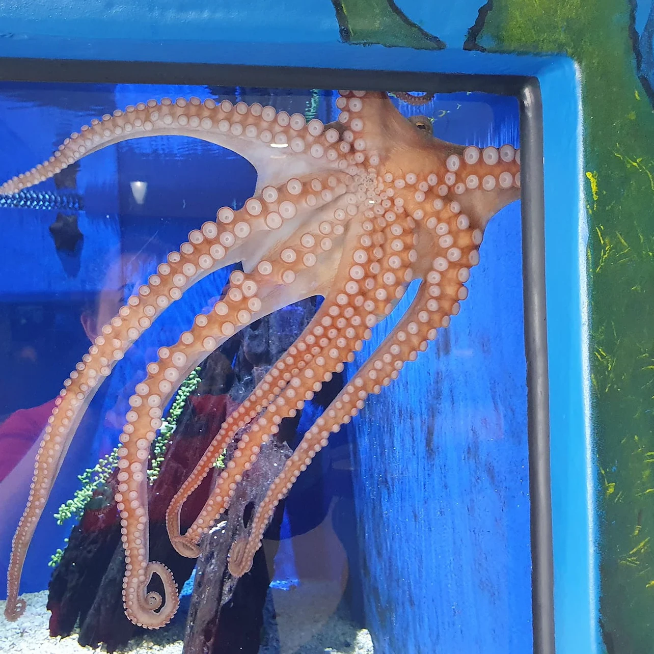 Octopus interaction and feeding sessions daily