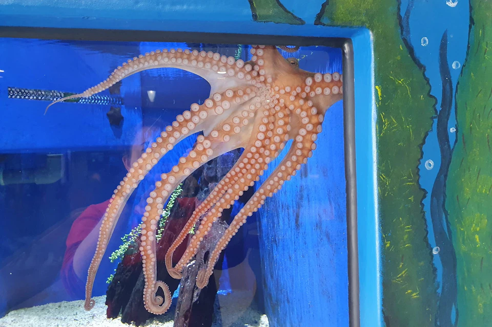 Octopus interaction and feeding sessions daily