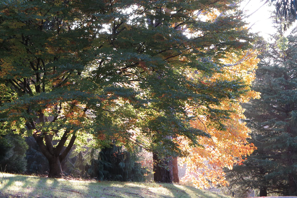 Dandenong Ranges