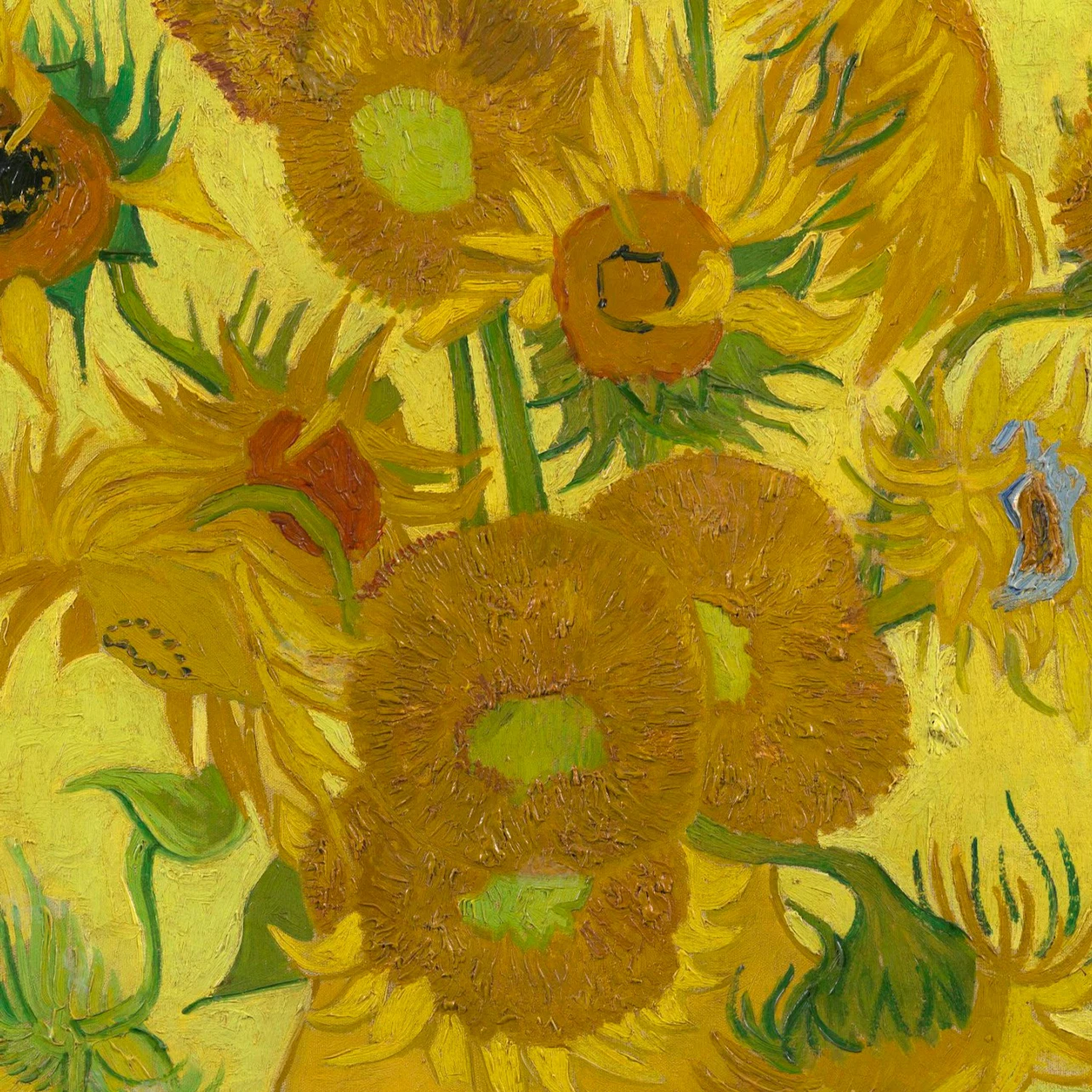 The sunflowers