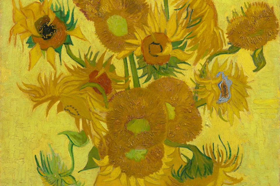 The sunflowers