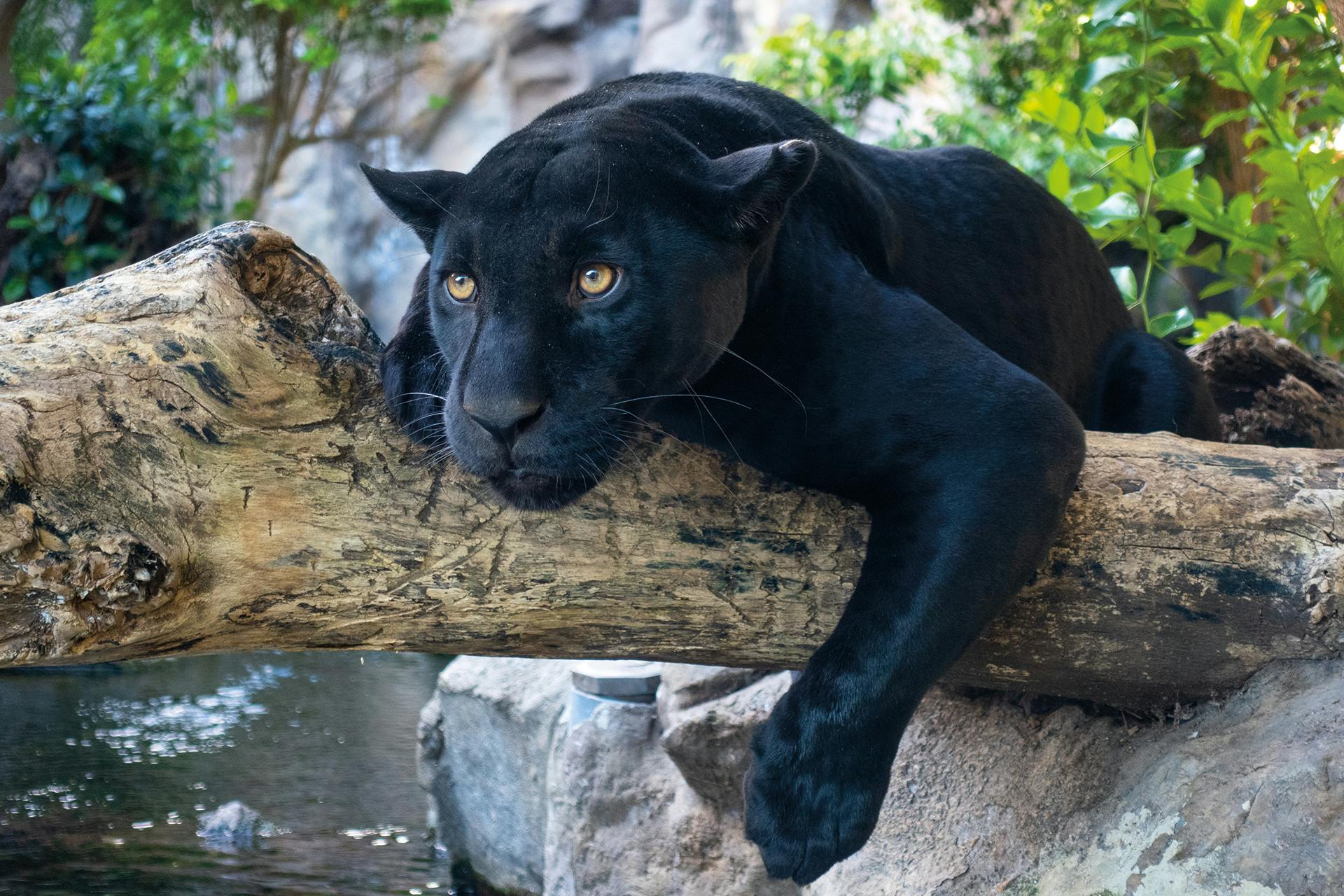 푸른 단풍과 바위를 배경으로 나뭇가지 위에 누워 있는 블랙 팬서.