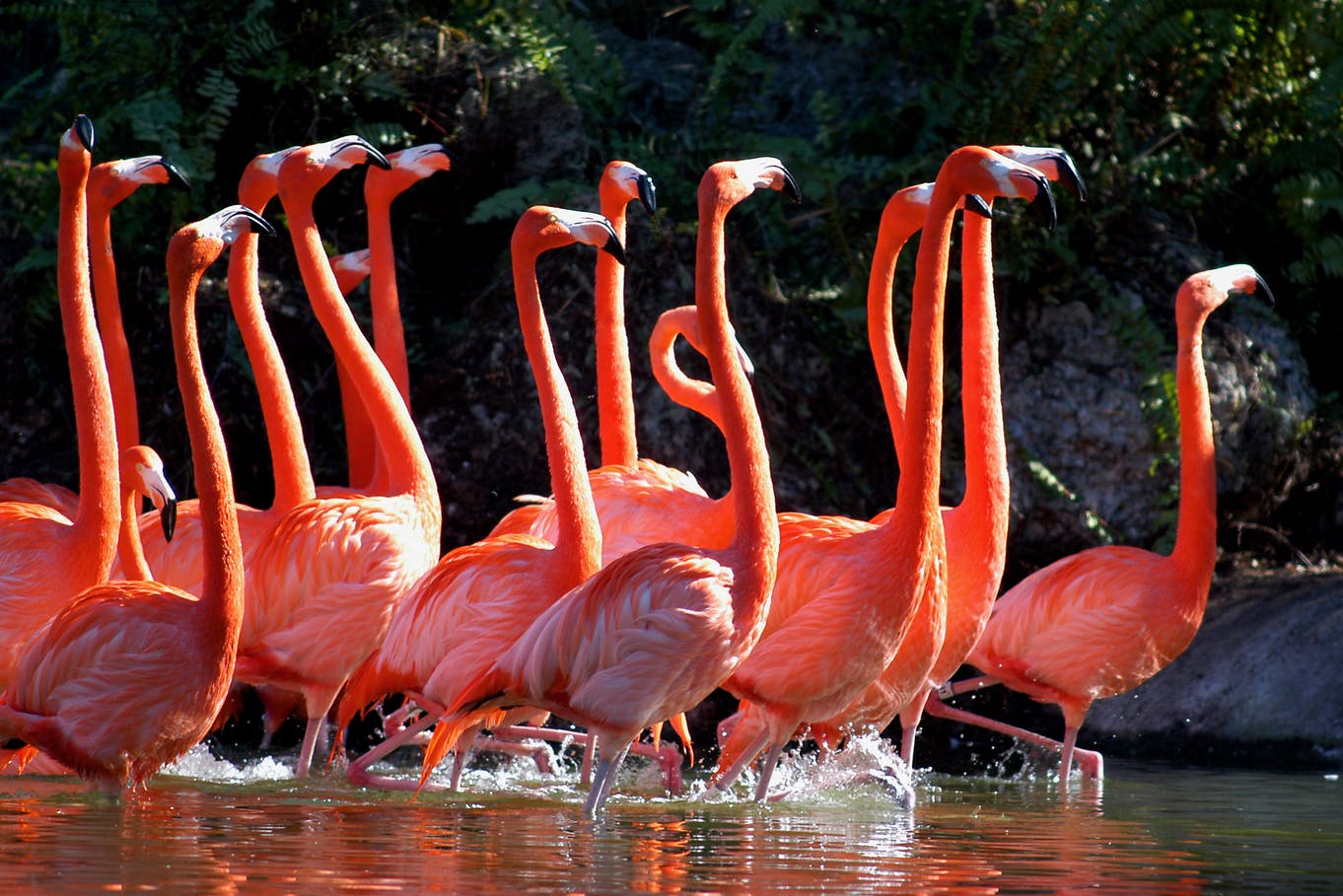 En gruppe lyse orange flamingoer, der står og vader på lavt vand med en naturlig, skyggefuld baggrund.