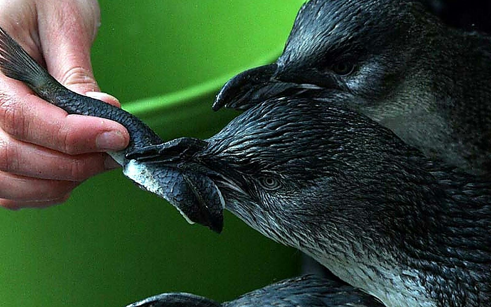 Two penguins being fed a fish by a hand against a green background.
