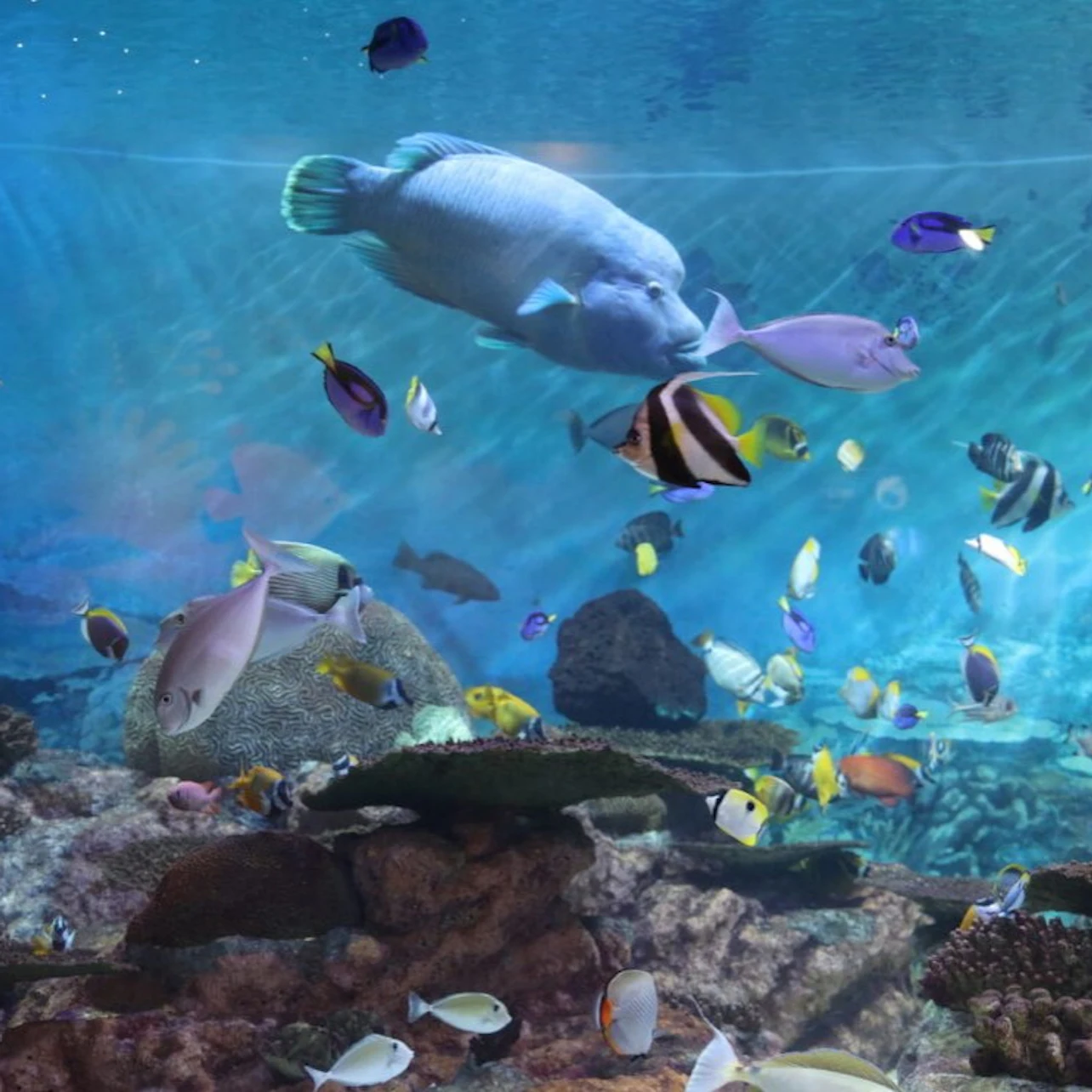 SEA LIFE COEX Seoul Aquarium: Entry Ticket in Seoul β Tiqets