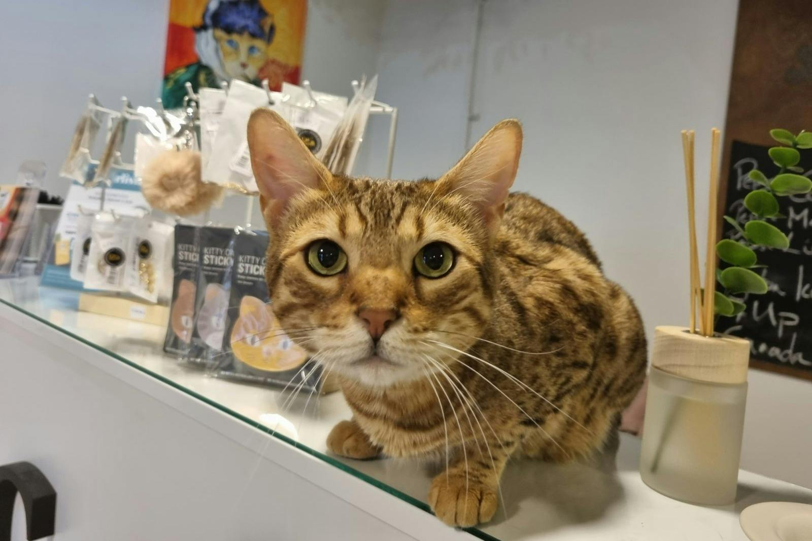 Simba is looking at you from the counter.