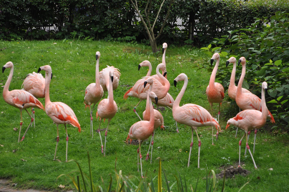 Zoo