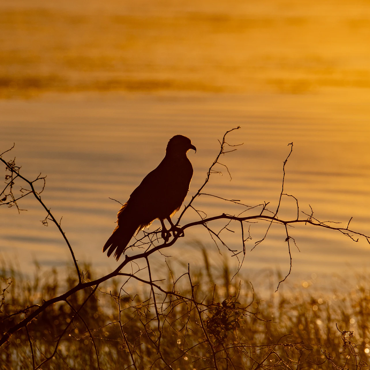 Kissimmee: 1-Hr Boggy Creek Sunset Everglades Airboat Tour in Kissimmee – Tiqets