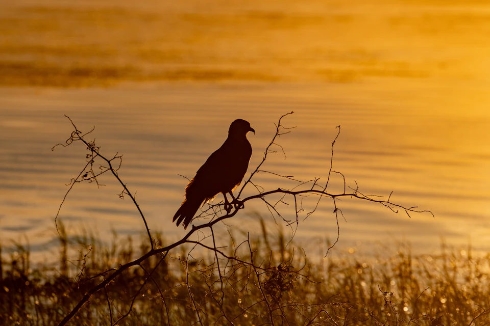 Wildlife @ Sunset