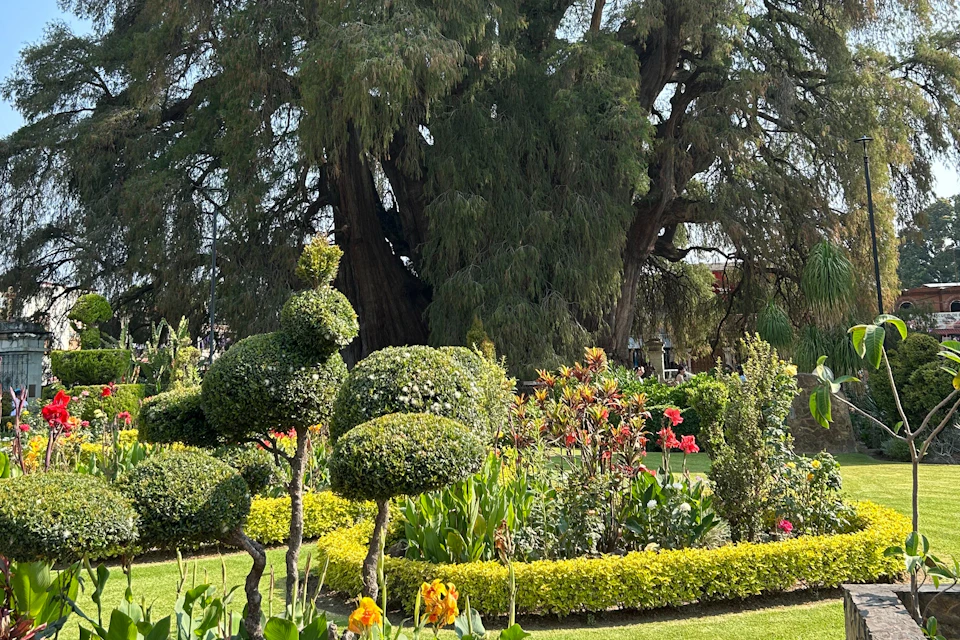 A garden with manicured shrubs, colorful flowers, and a large tree in the background under a clear sky.
