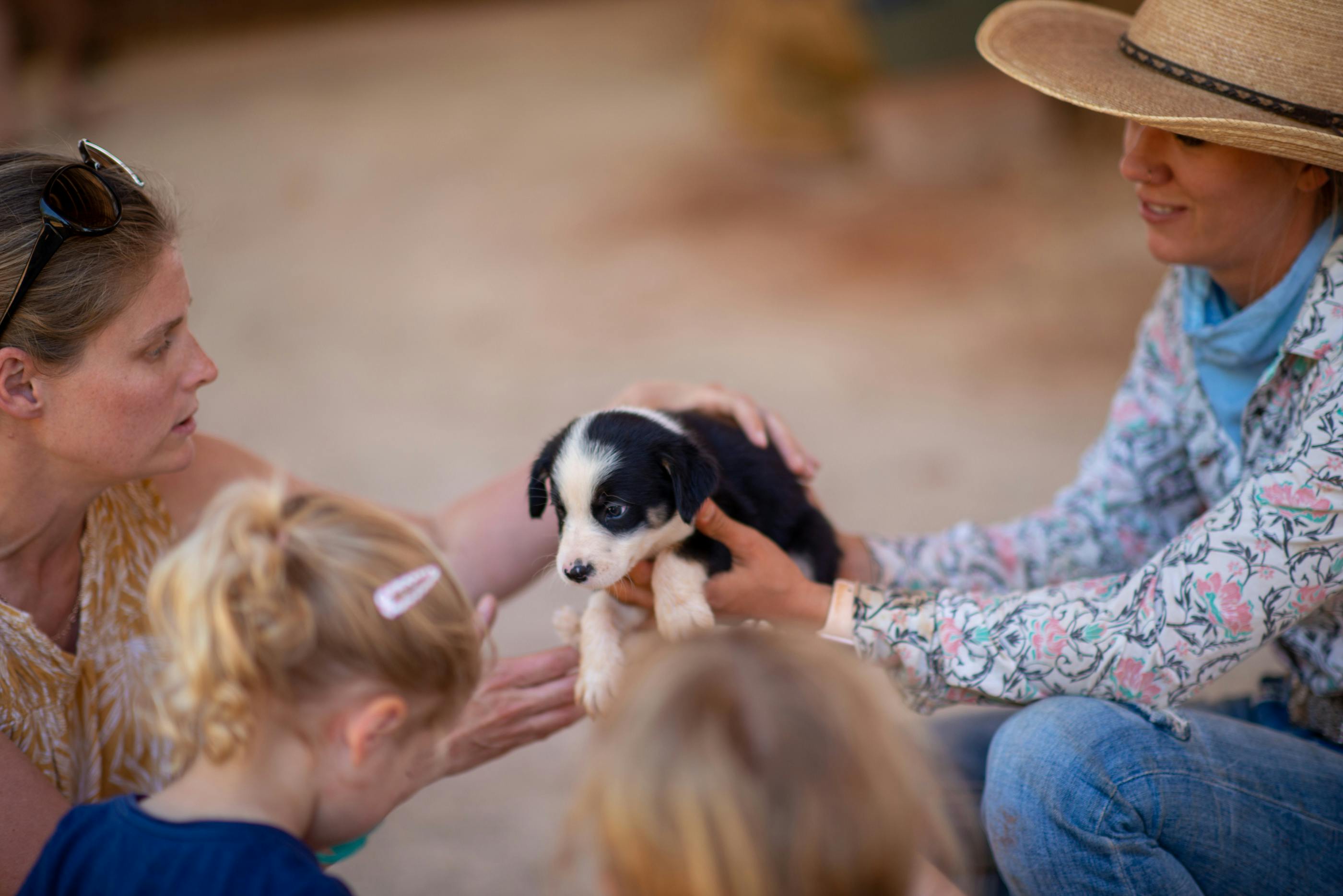 Une personne portant un chapeau de paille et une chemise à fleurs tient un chiot noir et blanc, tandis que d'autres mains se tendent pour toucher le chien.
