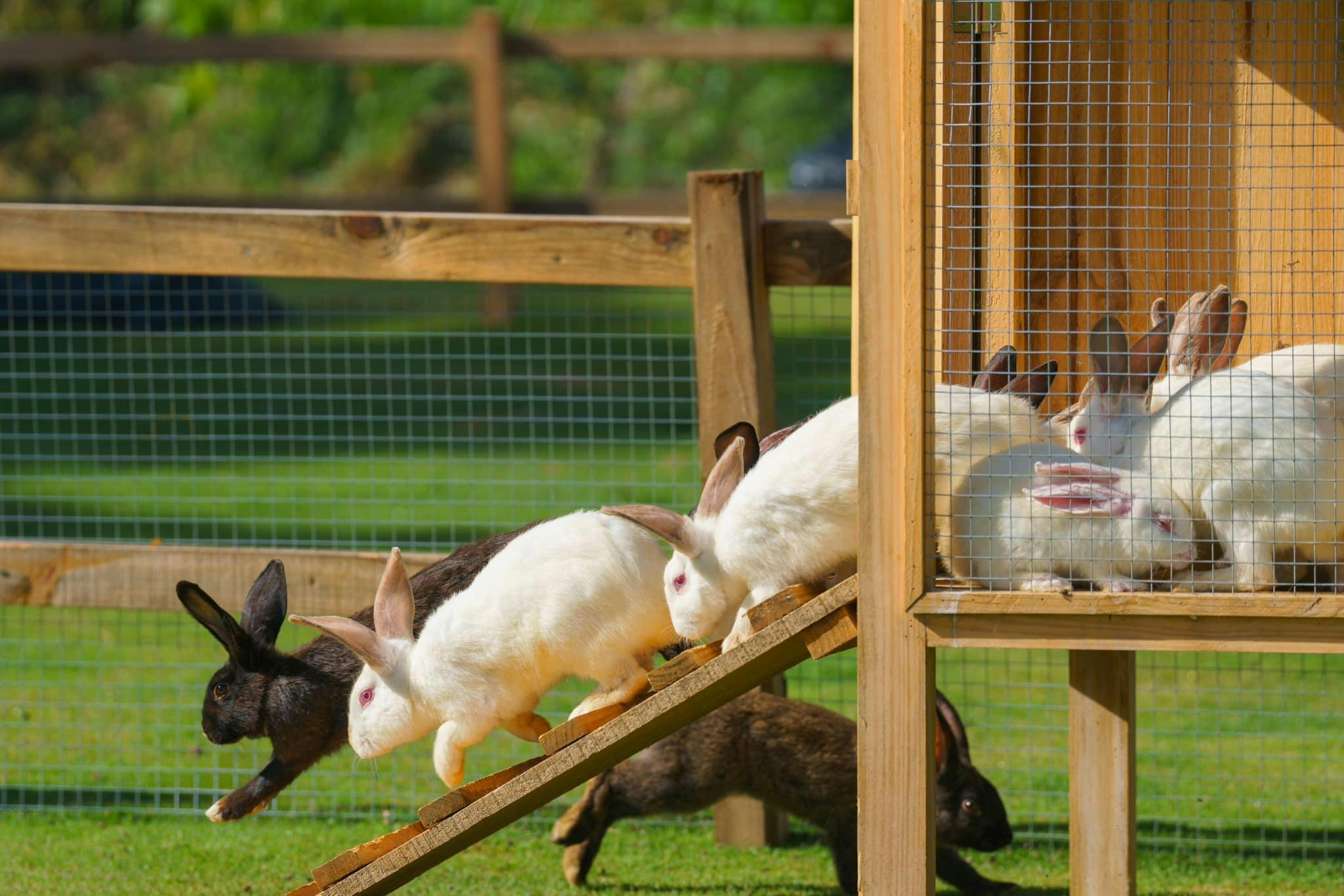 A group of rabbits, including white and black ones, interacting around a wooden hutch and ramp in a grassy outdoor enclosure.