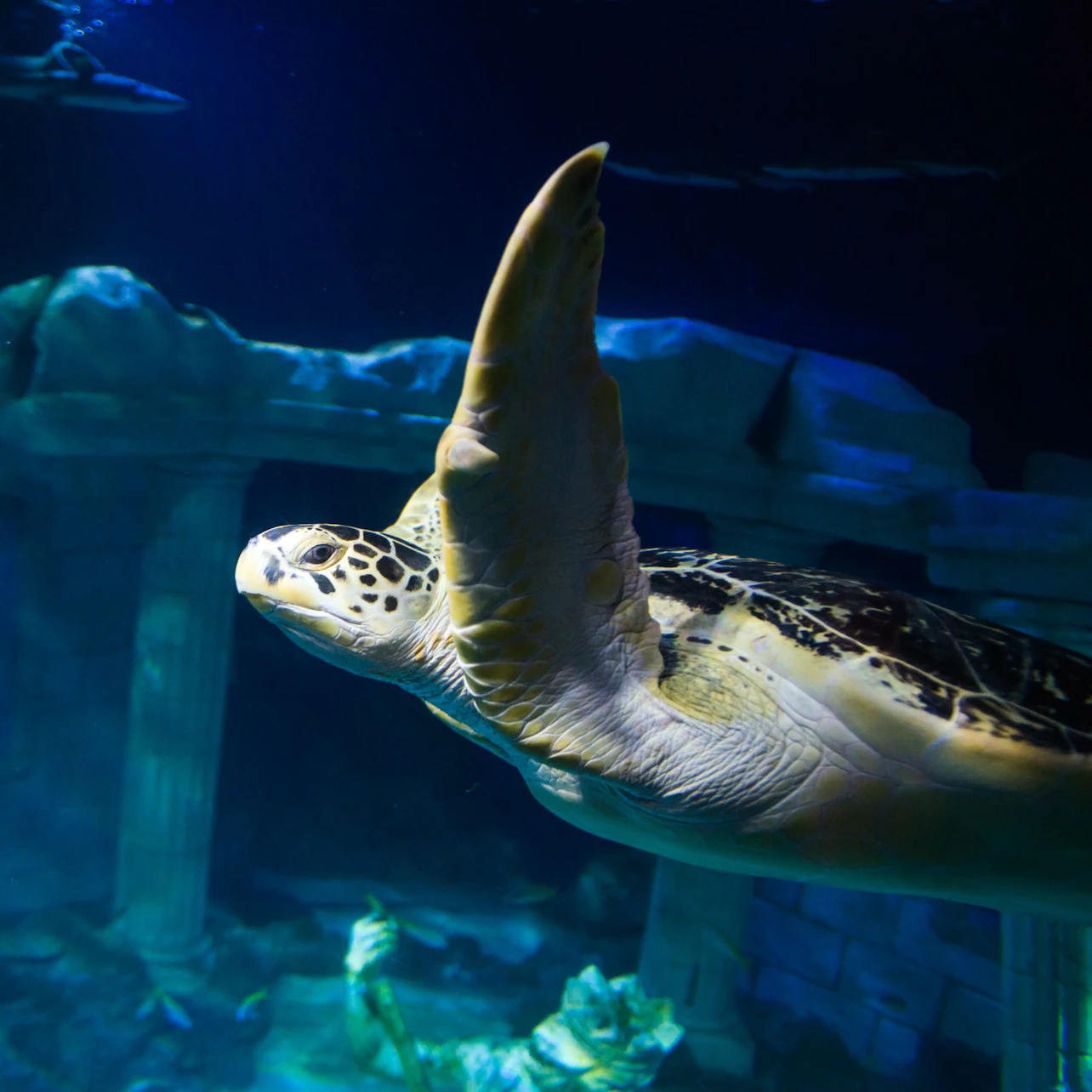 SEA LIFE Porto - bilet wstępu