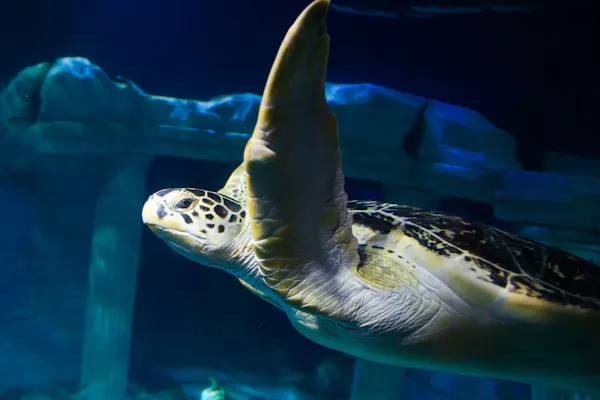 SEA LIFE Porto: Giriş Bileti