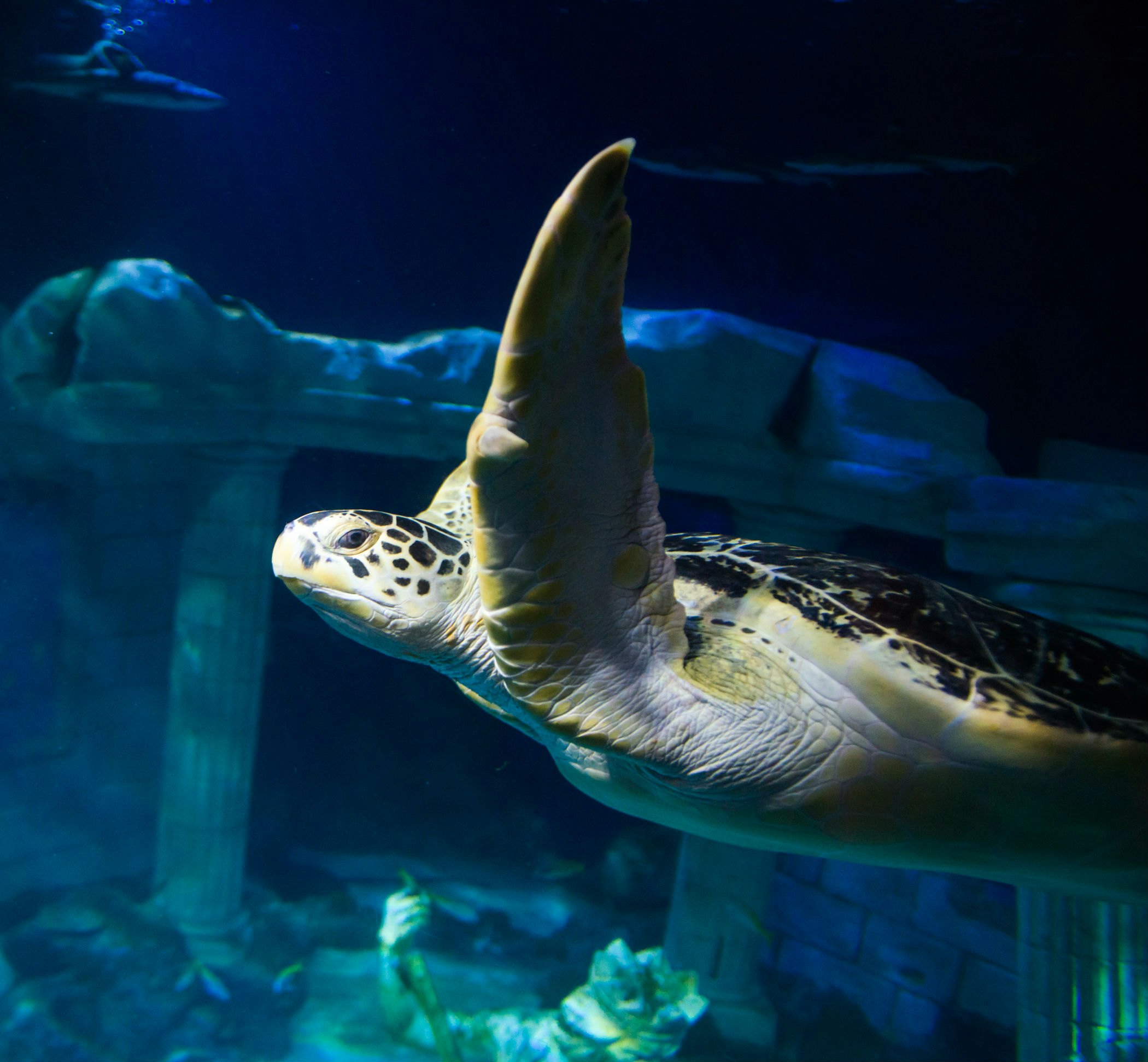 SEA LIFE Porto: bilhete de entrada