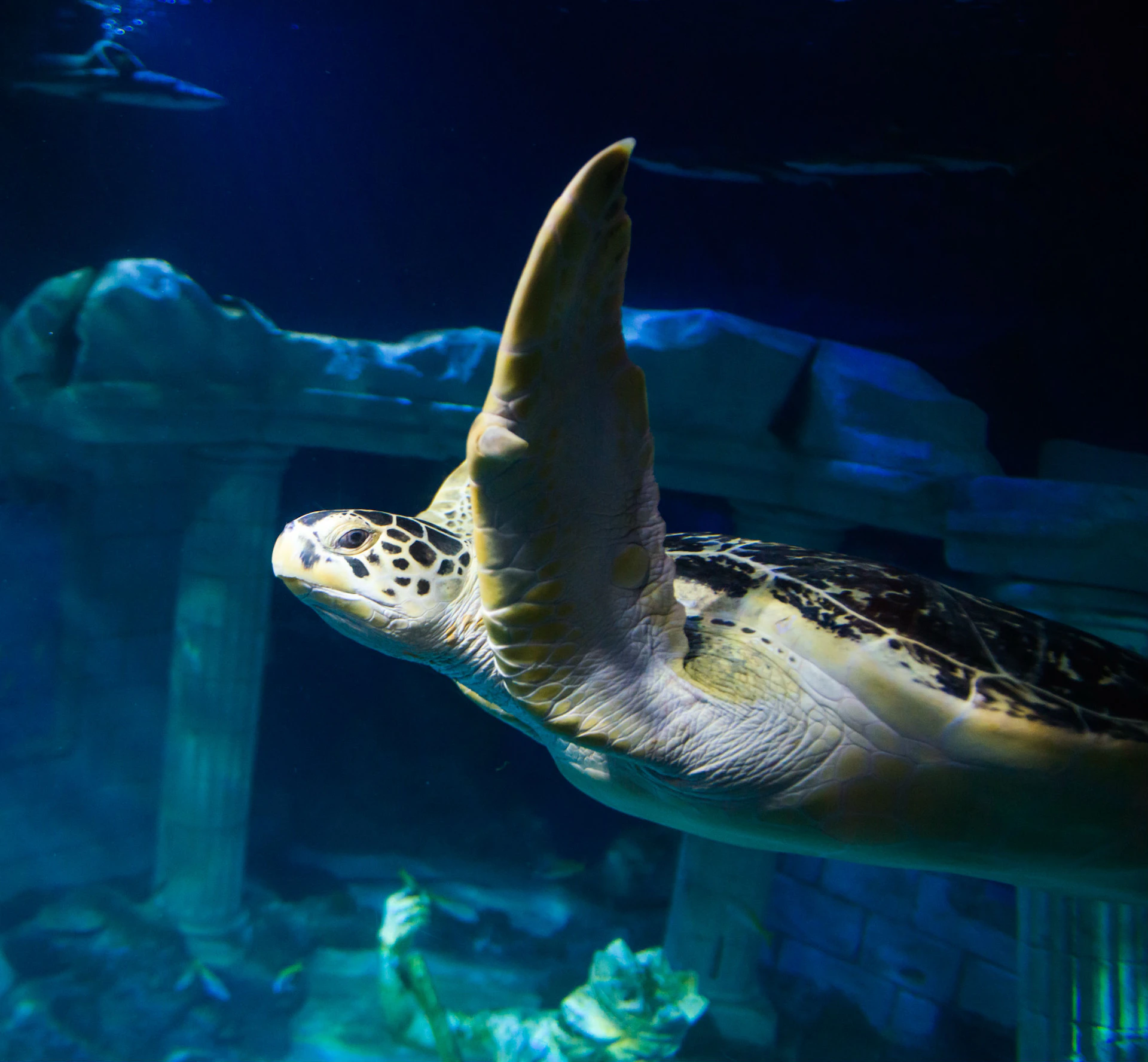 Mariza turtle in the Kingdom of Salacia